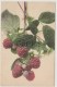 Raspberry - Plantes Médicinales