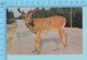 Canadian Red Deer On The High Way  -  Used In 1956 + Cnd Stamp- 2 Scans - Autres & Non Classés