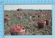 Leamington Ontario - Tomato Harvesting -  2 Scans - Cultures