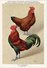 KBIN / IRSNB - Ca 1950 - Pluimvee, Oiseaux De Basse-cour, Poultry, Chicken (perfect Condition) - 29 - Oiseaux