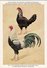 KBIN / IRSNB - Ca 1950 - Pluimvee, Oiseaux De Basse-cour, Poultry, Chicken (perfect Condition) - 40 - Oiseaux