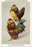 KBIN / IRSNB - Ca 1950 - Pluimvee, Oiseaux De Basse-cour, Poultry, Chicken (perfect Condition) - 72 - Oiseaux