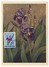 YOUGOSLAVIE => Carte Maximum => Iridaceae / Iris D'Allemagne  - Beograd 1963 - Andere & Zonder Classificatie