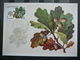 USSR Russia Sowjetunion 5x Cards 1980 Maximum Card # Protected Trees And Shrubs. Plants - Cartoline Maximum