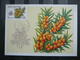 Delcampe - USSR Russia Sowjetunion 5x Cards 1980 Maximum Card # Protected Trees And Shrubs. Plants - Cartoline Maximum