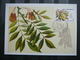 Delcampe - USSR Russia Sowjetunion 5x Cards 1980 Maximum Card # Protected Trees And Shrubs. Plants - Maximum Cards