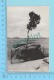 Carte Photo - Tree Growing Out Of Solid Rock, Sherman Hill, Photo From  Sanborn 1939-50 - 2 Scans - Photographie