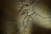 (NZ10-013 )   Archaeopteryx   Fossils  , Postal Stationery-Postsache F - Fossilien