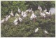 Vedanthangal Pelican Bird Sanctuary Permanent Pictorial Cancellation 2016 On PPC, Picture Postcard, - Pelikane