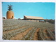 Postcard Sunshine Plantation Nr Nambour Queensland Pineapple Cultivation Farming Interest My Ref B2239 - Cultivation