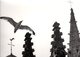 3 Grandes Photos Originales Animaux - Oiseaux - Mouette Bretonne - Coq Et Poules De Basse-cour & Moineaux Sur Réverbère - Anonyme Personen