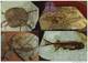 Wholesale Lot! CN03 IVPP Set Of 8 Paleontology Fossil Pre-stamped Cards In Folder,dinosaur Turtle Frog Primitive Mammal - Fossili