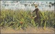 POS-352 CUBA POSTCARD HAVANA. HABANA 1907. PLANTACION DE PIÑAS. FIELD OF PINEAPPLE TO US. - Cuba