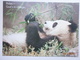 Postcard Relax God's In Charge Religion Christian Interest & Giant Panda My Ref B2319 - Altri & Non Classificati