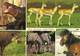 20G : Czech Republic Zoo Jihlava (tapir,zebra,hippo) Postcard With Postman Used Stamp - Czech Republic