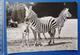 ZEBRA Leipzig Zoo GDR Fauna - Zebras