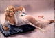 PIN-UPS - - Pin-Ups