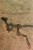 [Y59-064  ]    Dinosaur     Fossil   , Postal Stationery -- Articles Postaux -- Postsache F - Fossielen