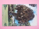 ANTILLES - KINGSTOWN - The Talipot Palm In The Botanic Gardens - San Vicente Y Las Granadinas
