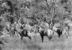 TCHAD  PARC NATIONAL DE ZAKOUMA   ANTILOPES CHEVAL - Tchad