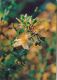 55972- ST JOHN'S WORT, MEDICINAL PLANTS - Plantes Médicinales