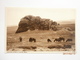 Postcard Dartmoor Ponies At Haytor Rocks Devon By Photochrom My Ref B1790 - Dartmoor