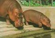 HIPPOPOTAMUS * BABY HIPPO * ANIMAL * ZOO & BOTANICAL GARDEN * BUDAPEST * KAK 0028 712 * Hungary - Hippopotamuses