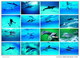 36 Postcards Of Dolphin Dolphins Sea Animal Angel , Postkarte Carte Postale - Dauphins