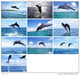 36 Postcards Of Dolphin Dolphins Sea Animal Angel , Postkarte Carte Postale - Dauphins