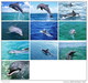 36 Postcards Of Dolphin Dolphins Sea Animal Angel , Postkarte Carte Postale - Dauphins