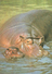 HIPPOPOTAMUS * BABY HIPPO * ANIMAL * KAK 0078 831 * Hungary - Ippopotami