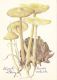 56437- MUSHROOMS - Pilze