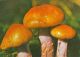 56446- MUSHROOMS - Mushrooms