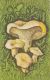 56457- MUSHROOMS - Pilze