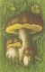 56472- MUSHROOMS - Pilze