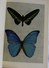 SPLENDEUR DES PAPILLONS 1938 12 Planches Papillons Exotiques Texte De Colette Collection Iris Plon Papillon Livre Ancien - 1901-1940