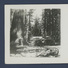 US USA YOSEMITE National Park. Giant SEQUOIA & Woman. Shelter In The Woods. Stereoscopique OLD STEREO PHOTO 12.7x5.6cm - Photos Stéréoscopiques