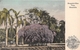 ¤¤  -   ETAT-UNIS  -  HONOLULU   -  Bougainvillea Vine   -   ¤¤ - Honolulu