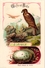 Delcampe - 25 Cards Chromo Litho C1895  Ordre Des Chanteurs Birds With  Their Nests And  Eggs La Grue Crane Kestler Reed Warbler - Animals