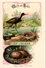 Delcampe - 25 Cards Chromo Litho C1895  Ordre Des Chanteurs Birds With  Their Nests And  Eggs La Grue Crane Kestler Reed Warbler - Animaux