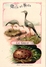 Delcampe - 25 Cards Chromo Litho C1895  Ordre Des Chanteurs Birds With  Their Nests And  Eggs La Grue Crane Kestler Reed Warbler - Animaux