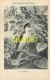 Format Carte Postale, Bon Point Collection Charrier, Les Oiseaux De France, Le Bouvreuil, Descriptif Au Verso - Non Classés