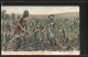 AK South African Native Women At Work In The Mealie Field, Südafrikanerinnen Bei Feldarbeit - Unclassified