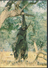 °°° 1665 - ZIMBABWE - ELEPHANT REACHING FOR A TASTY MORSEL - 1989 °°° - Zimbabwe