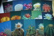 FLEURS / CACTUS . OLD  USSR PC Set  - 22 Postcards - 1984 - Cactus