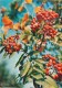 Rowan - Sorbus Aucuparia - Medicinal Plants - Herbs - 1980 - Russia USSR - Unused - Plantes Médicinales