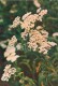 Yarrow - Achillea Millefolium - Medicinal Plants - Herbs - 1980 - Russia USSR - Unused - Geneeskrachtige Planten