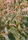 Bistort - Persicaria Bistorta - Medicinal Plants - Herbs - 1980 - Russia USSR - Unused - Plantes Médicinales