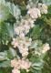 Siberian Hawthorn - Crataegus Sanguinea - Medicinal Plants - Herbs - 1980 - Russia USSR - Unused - Geneeskrachtige Planten