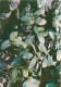 Lingonberry - Vaccinium Vitis-idaea - Medicinal Plants - Herbs - 1980 - Russia USSR - Unused - Plantes Médicinales